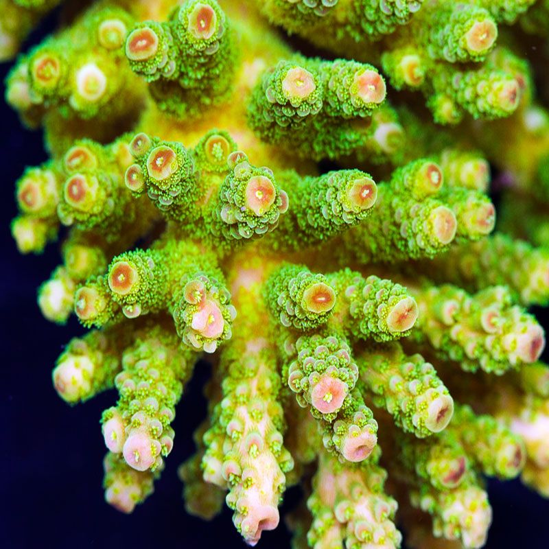 newcoral1586 - 100 New WYSIWYG Acros at Cherry Corals!
